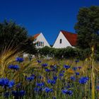 Feldlandschaft auf Bornholm/ Dänemark