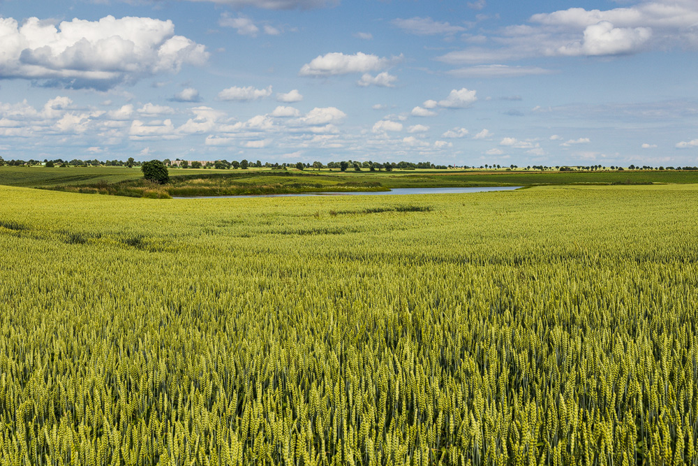 Feldlandschaft in Polen