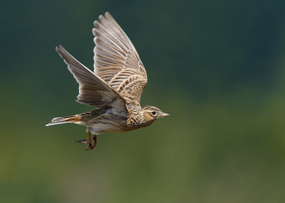 Feldlerche Foto & Bild | tiere, wildlife, wild lebende vögel Bilder auf ...