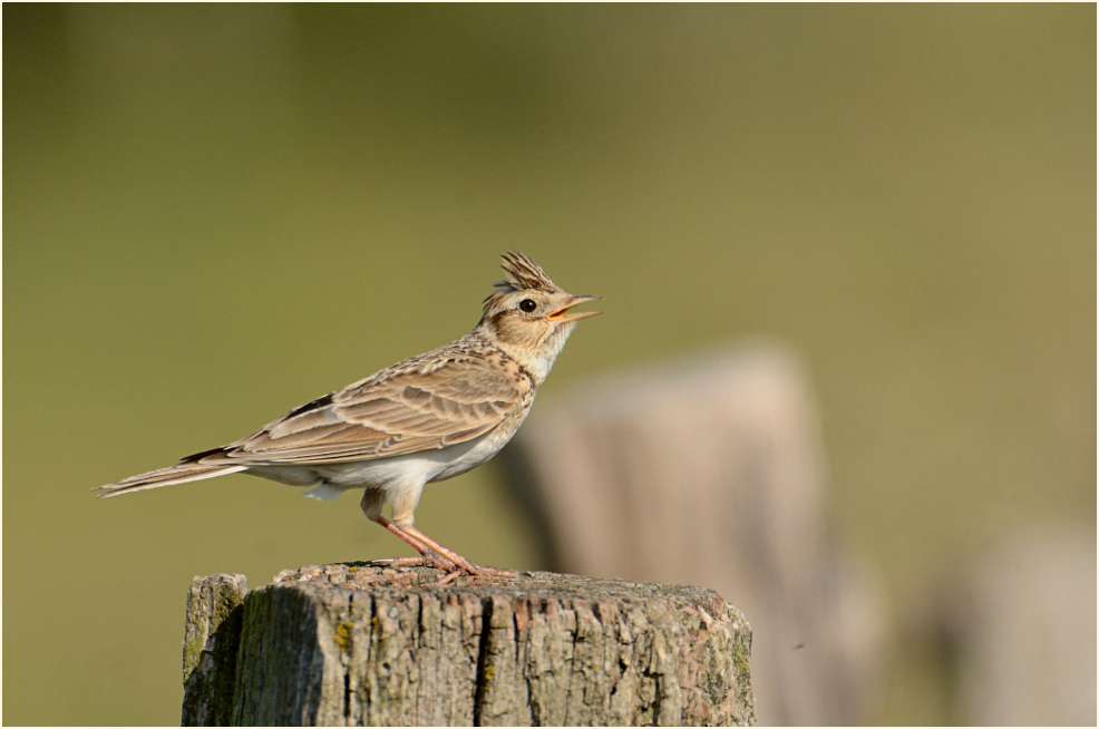 Feldlerche Foto & Bild | tiere, wildlife, wild lebende vögel Bilder auf ...
