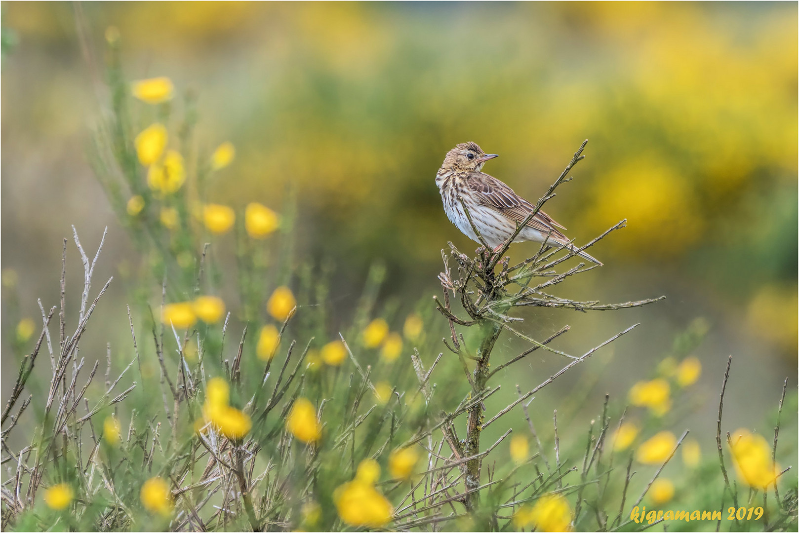 Feldlerche (Alauda arvensis).....