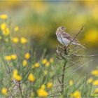 Feldlerche (Alauda arvensis).....