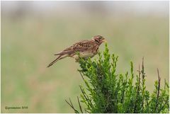 feldlerche (alauda arvensis)......