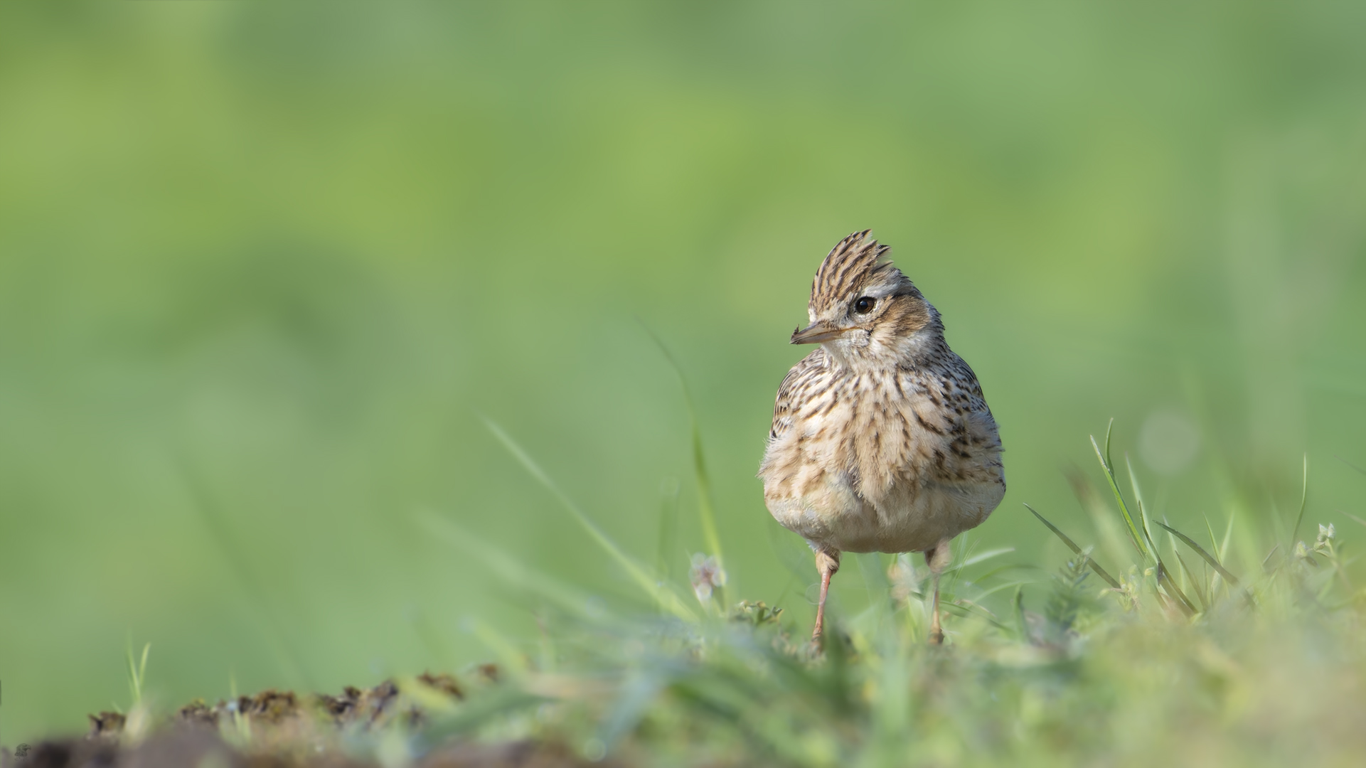 Feldlerche | Alauda arvensis im Morgenlicht