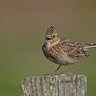 Feldlerche   -   Alauda gulgula