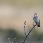 Feldlerche auf einer Singwarte