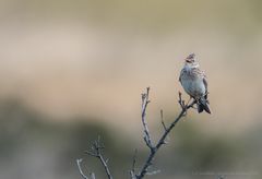 Feldlerche auf einer Singwarte