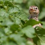 Feldlerche auf Kartoffeln - hört sich Kulinarisch an - oder?