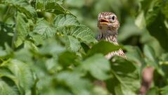 Feldlerche auf Kartoffeln - hört sich Kulinarisch an - oder?