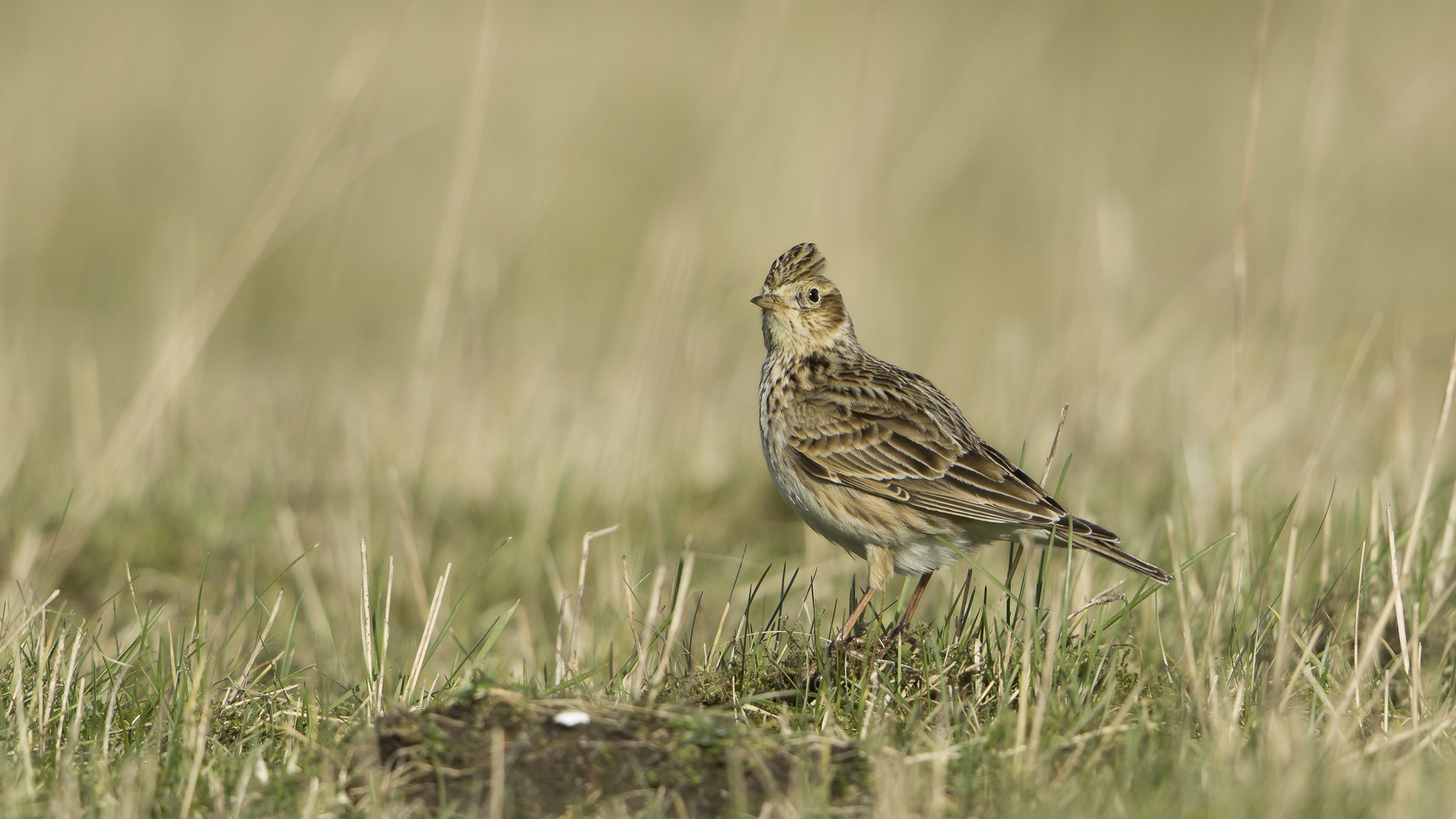 Feldlerche Foto & Bild | natur, tiere, wildlife Bilder auf fotocommunity
