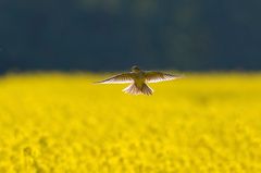 Feldlerche , Balzflug  über dem Rapsfeld