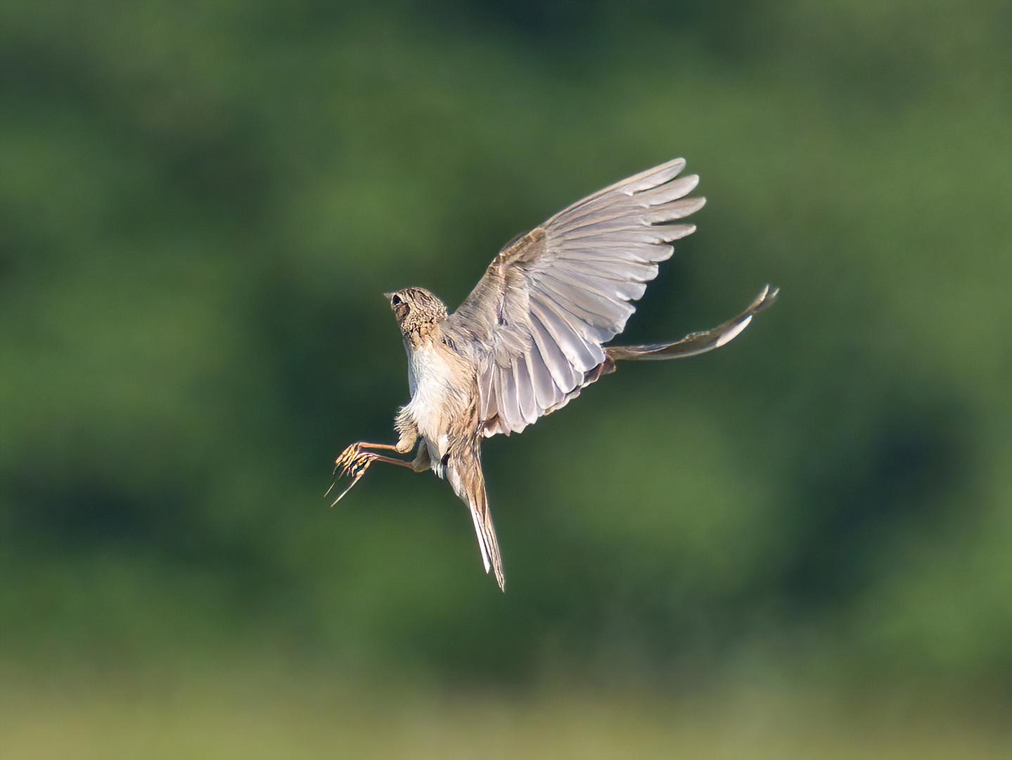 Feldlerche beim Abflug mit starken Gegenwind