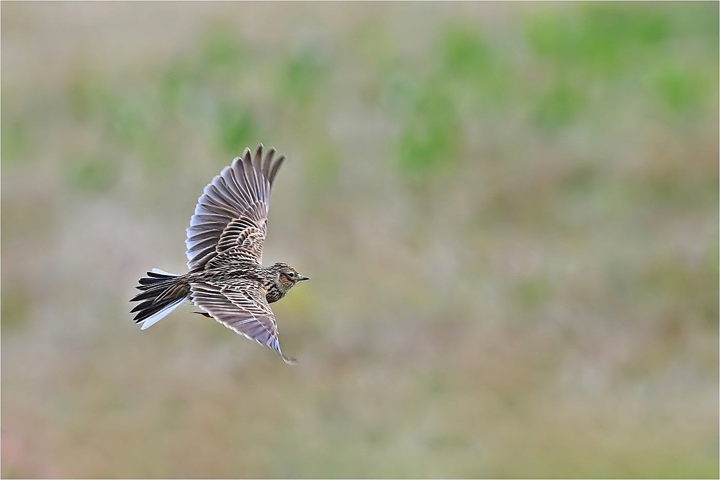 Feldlerche im Flug