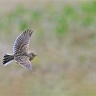 Feldlerche im Flug