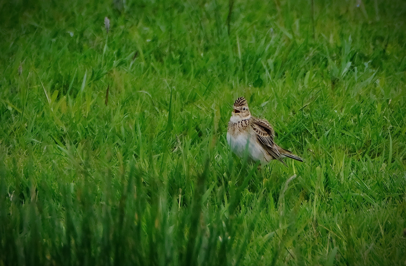 Feldlerche im Grünen