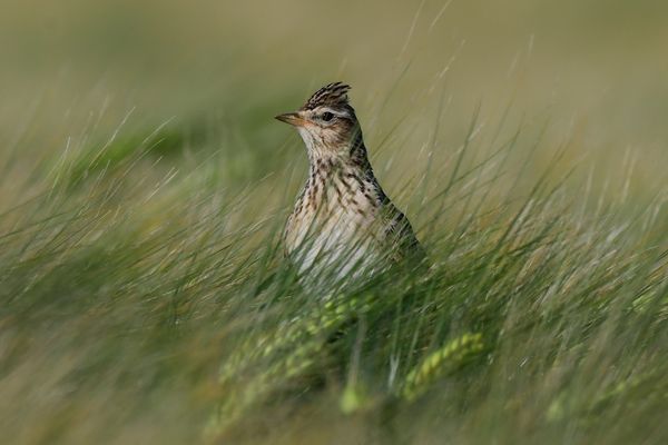 Feldlerche im Kornfeld