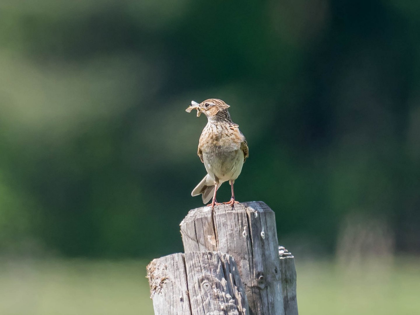 Feldlerche mit Beute Foto & Bild | natur, vögel, wildlife Bilder auf ...