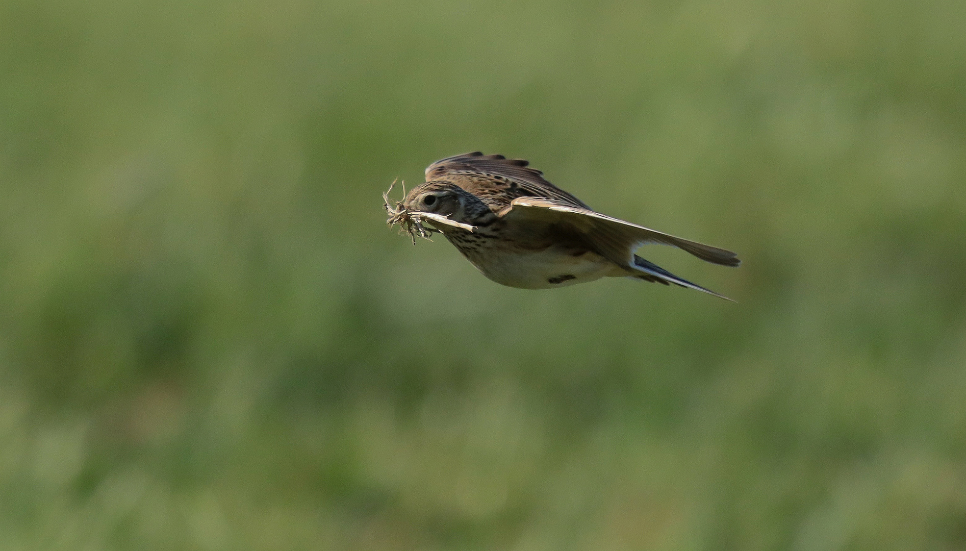  Feldlerche mit Nistmaterial im Flug