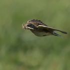  Feldlerche mit Nistmaterial im Flug