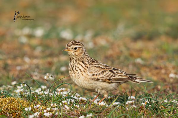 Feldlerche // Öland