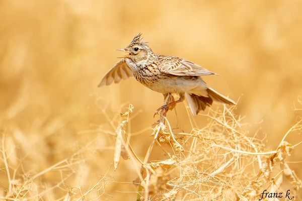 Feldlerche , singend im Erpsenfeld