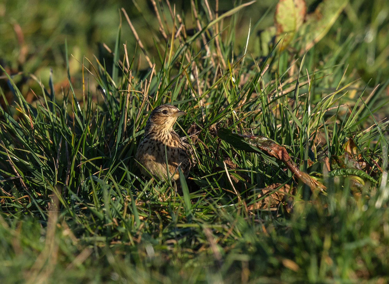 Feldlerche verlässt das Nest ( im Bau) 