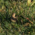 Feldlerche verlässt das Nest ( im Bau) 