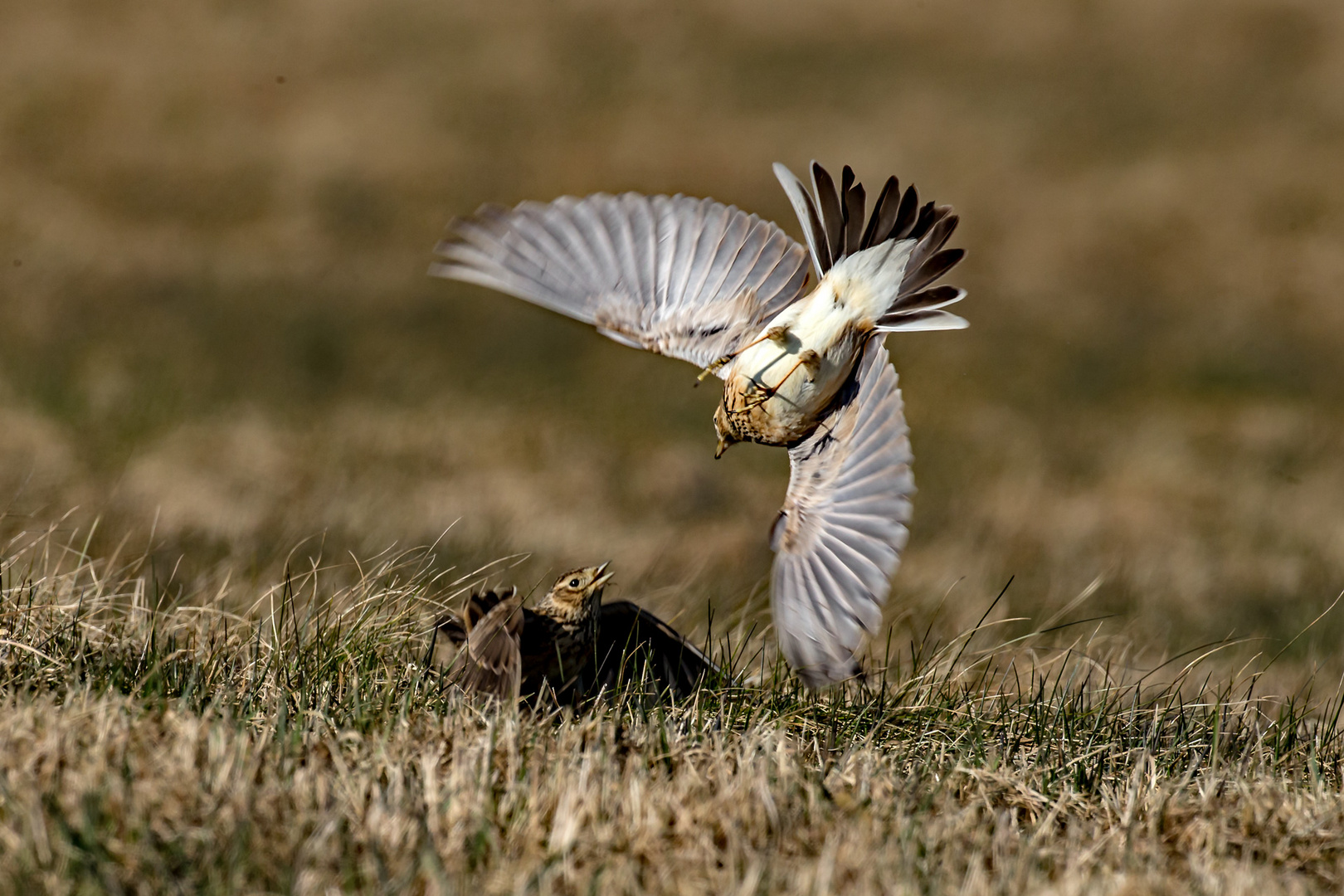 Feldlerchen-in action