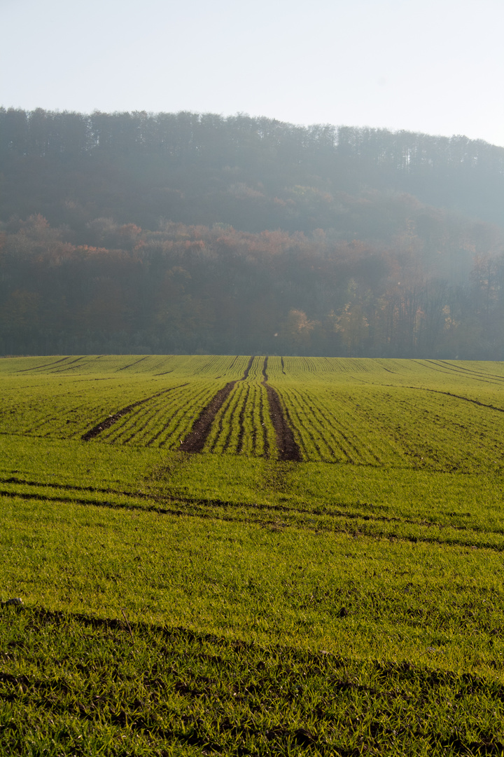 Feldlinien