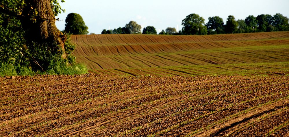 Feldlinien