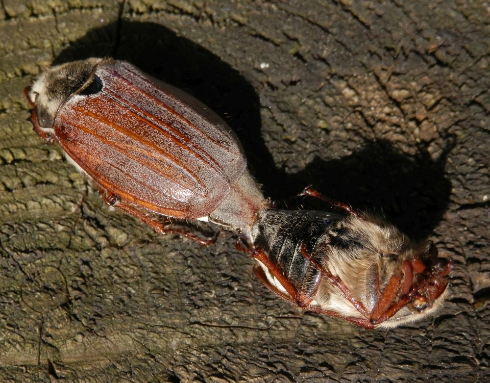 Feldmaikäfer bei der Paarung