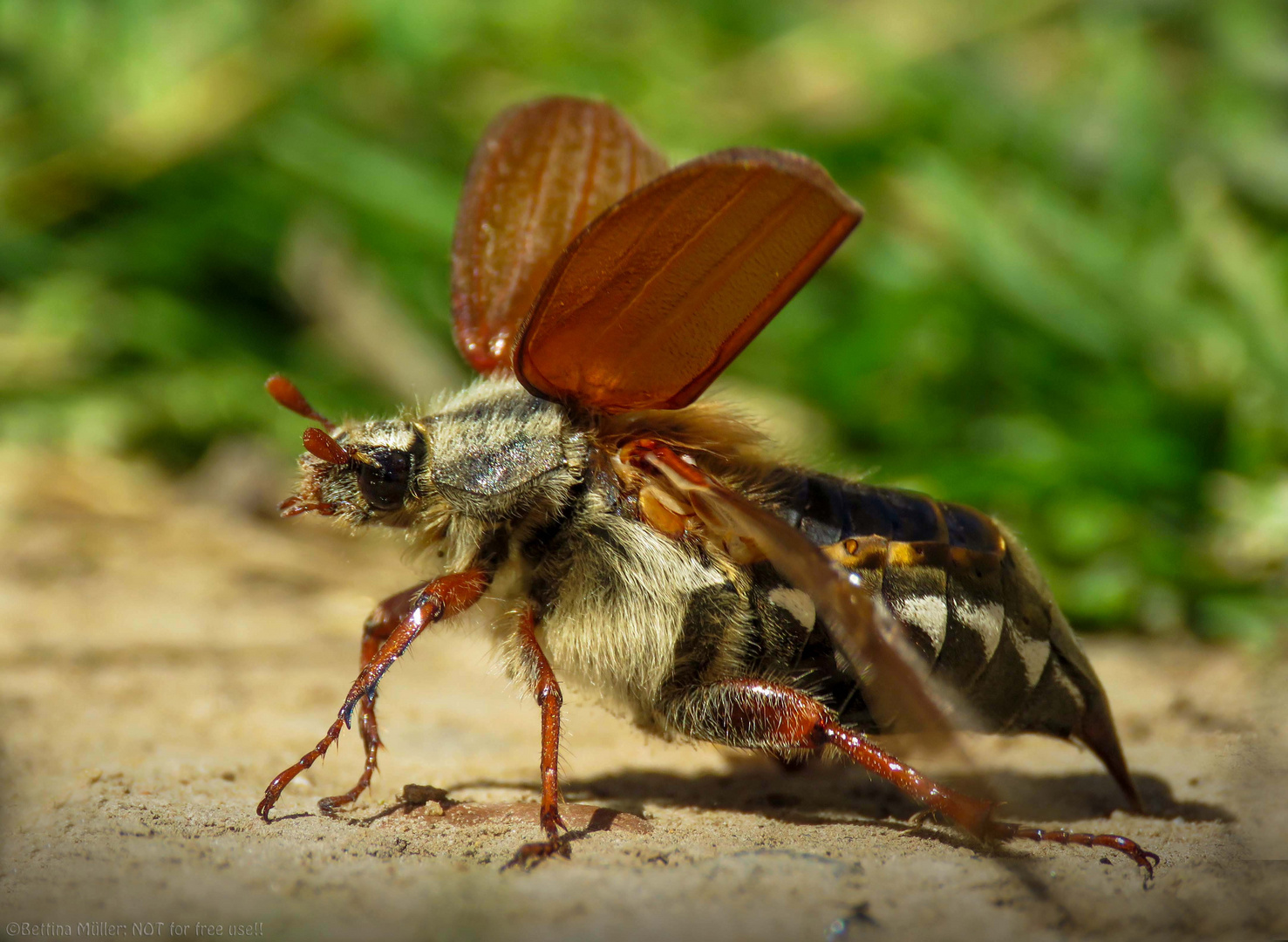 Feldmaikäfer ist bereit zum Abflug