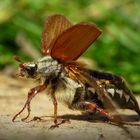 Feldmaikäfer ist bereit zum Abflug