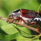 Feldmaikäfer (Melolontha melolontha)...