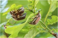 feldmaikäfer (melolontha melolontha)....