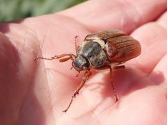 Feldmaikäfer (Melolontha melolontha)