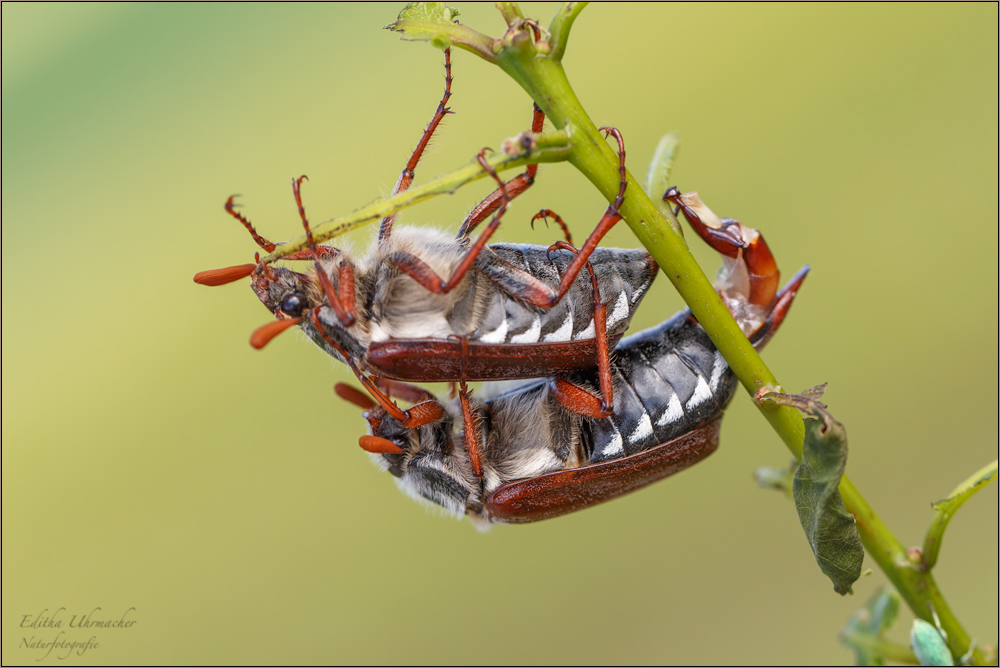 feldmaikäfer ( melolontha melolontha ) beim andocken