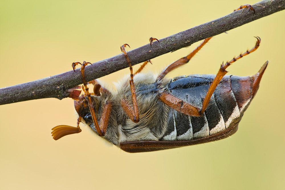 Feldmaikäfer (Melolontha melolontha)