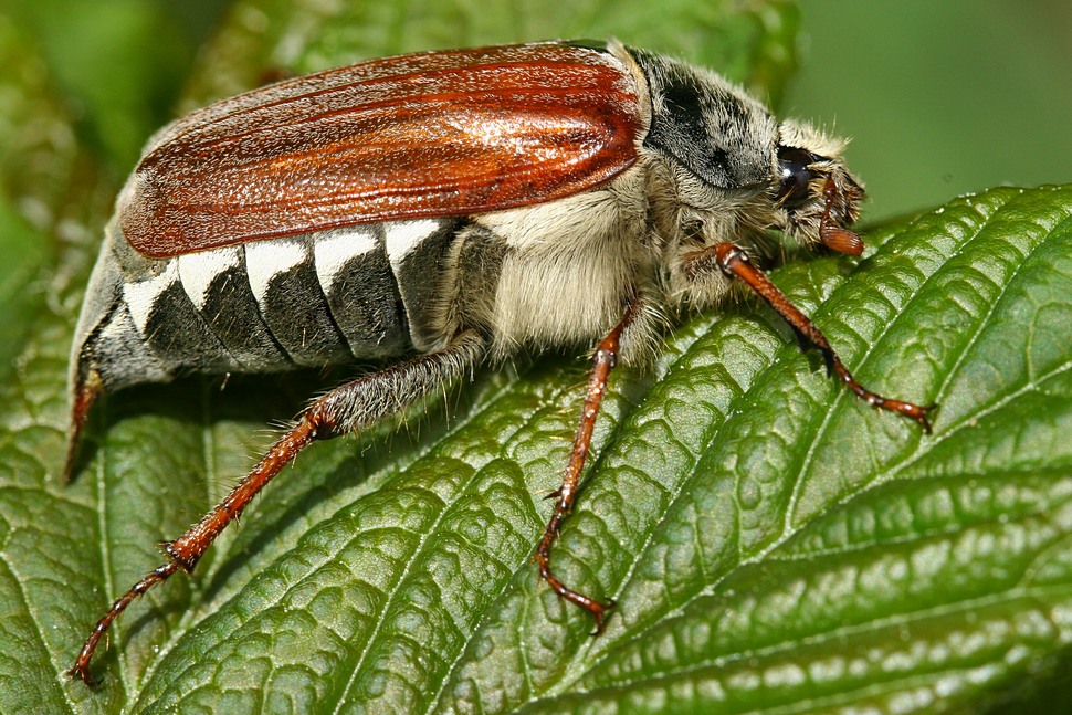 Feldmaikäfer (Melolontha melolontha)