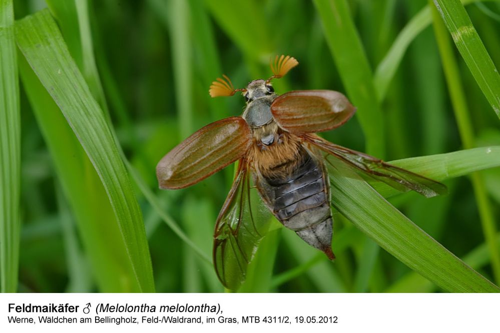 Feldmaikäfer (Melolontha melolontha)