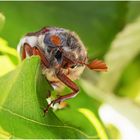 feldmaikäfer (melolontha melolontha),....