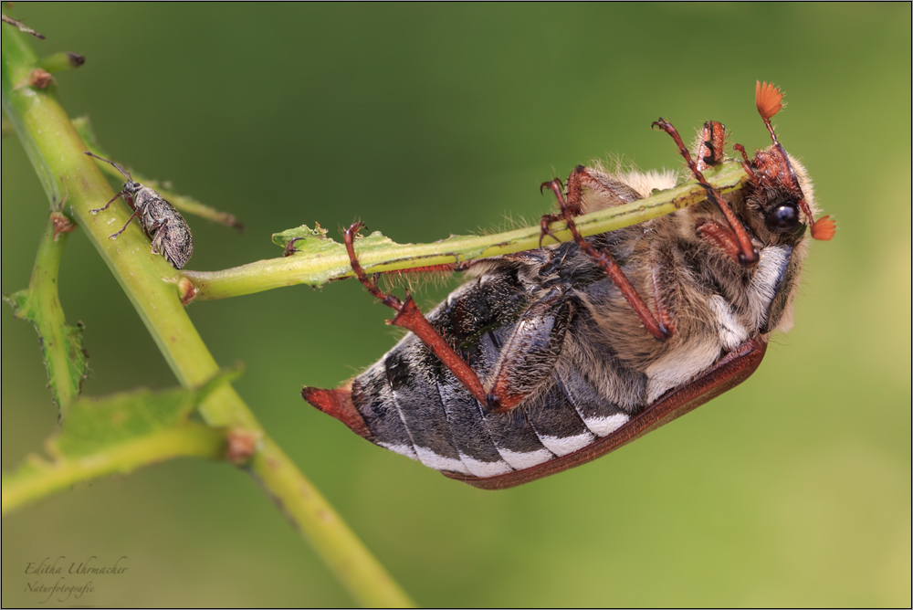 feldmaikäfer ( melolontha melolontha ) feminin mit kleinem  kumpel