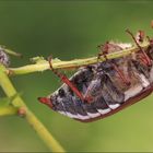 feldmaikäfer ( melolontha melolontha ) feminin mit kleinem  kumpel