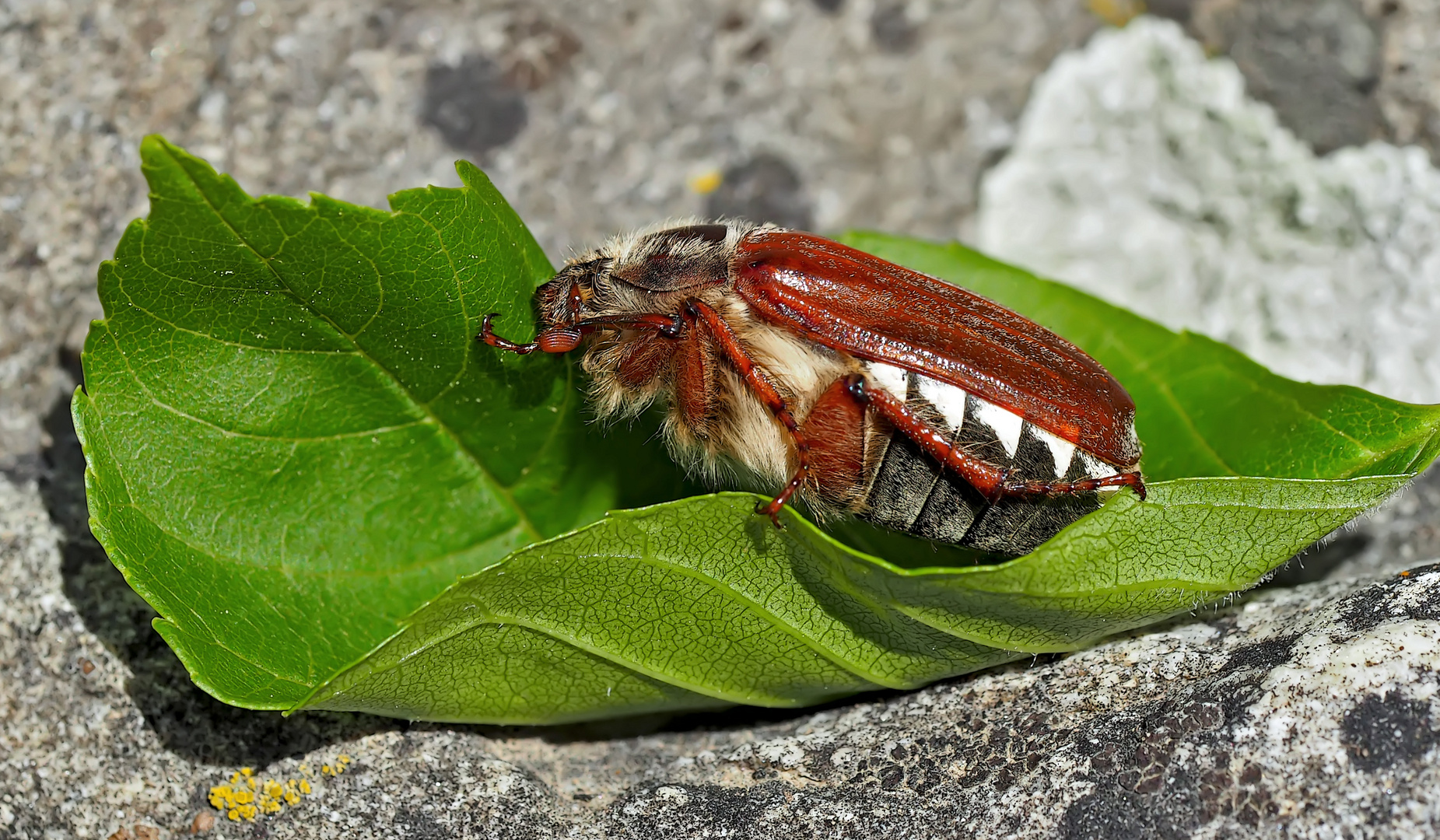 Feldmaikäfer (Melolontha melolontha) im Tiefschlaf. - Hanneton dans un sommeil profond...