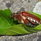 Feldmaikäfer (Melolontha melolontha) im Tiefschlaf. - Hanneton dans un sommeil profond...