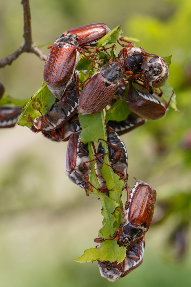 feldmaikäfer ( melolontha melolontha ) invasion