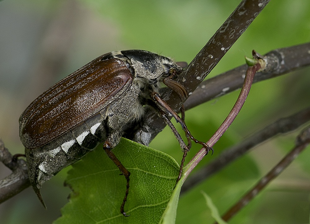 Feldmaikäfer (Melolontha melolontha), Männchen