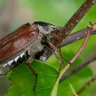 Feldmaikäfer (Melolontha melolontha), Männchen