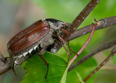 Feldmaikäfer (Melolontha melolontha), Männchen