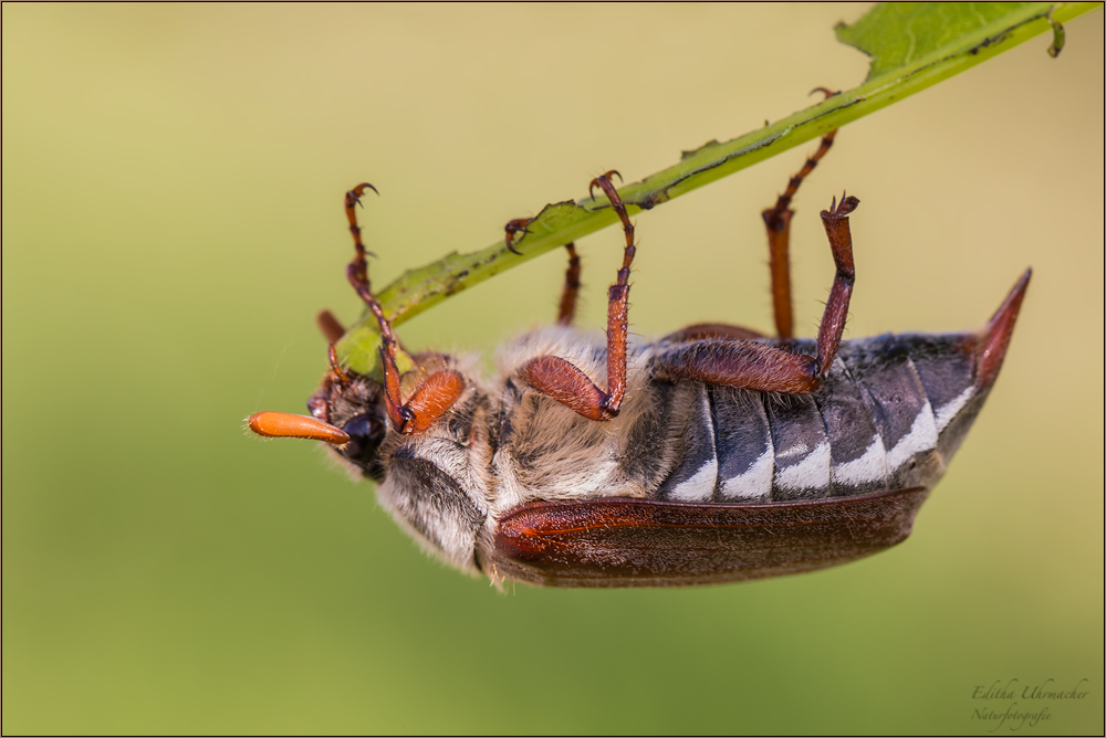 feldmaikäfer ( melolontha melolontha ) maskulin